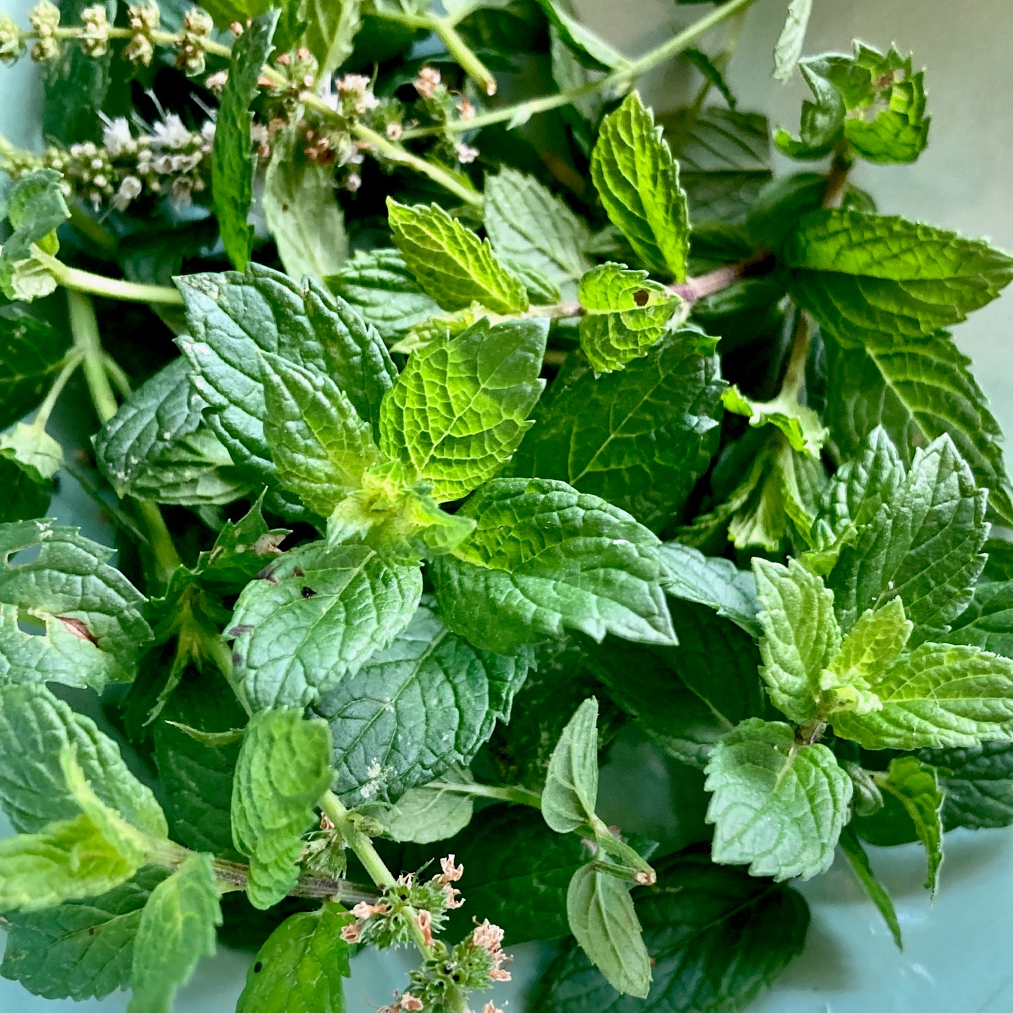 Nettle Mint Probiotic Tonic