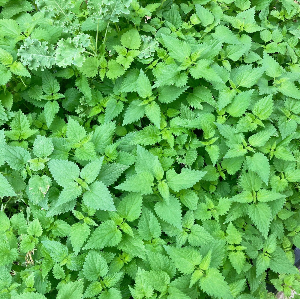 Nettle Mint Probiotic Tonic