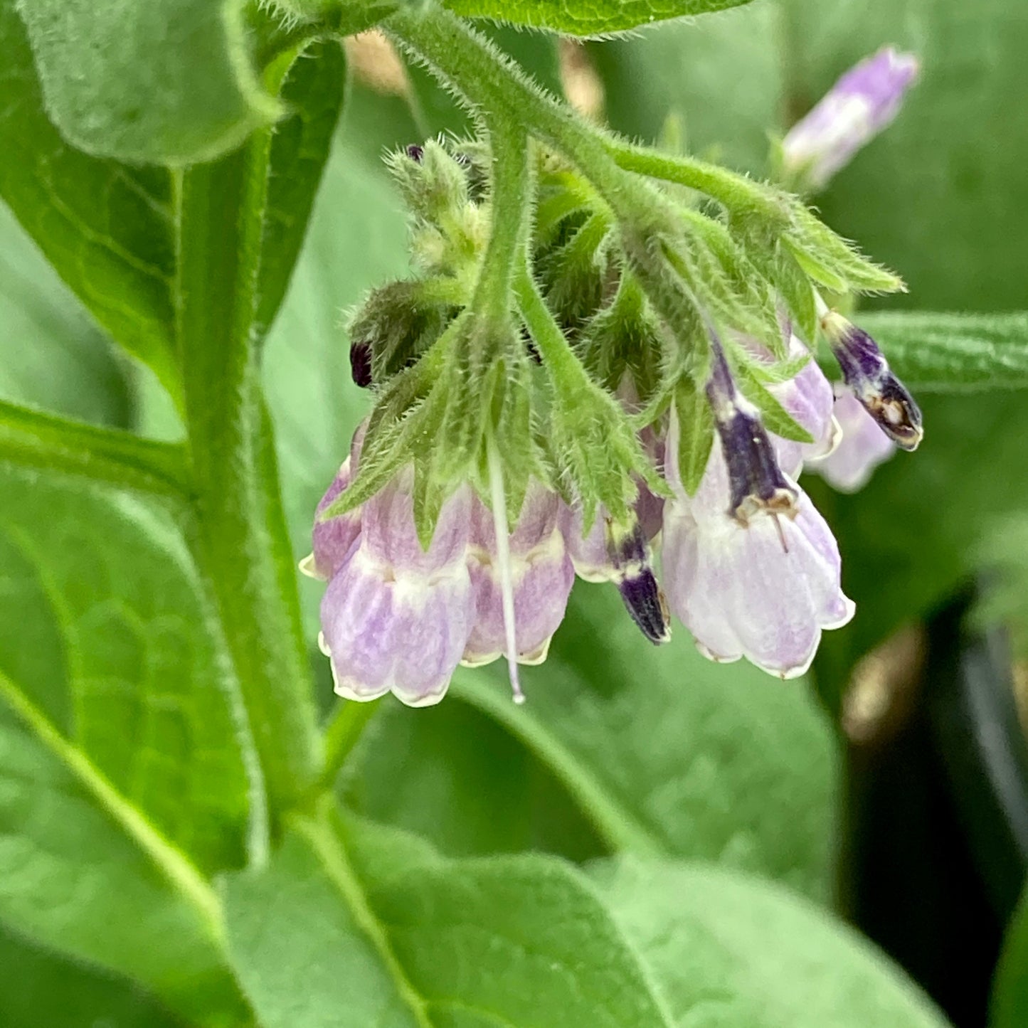 COMFREY SALVE