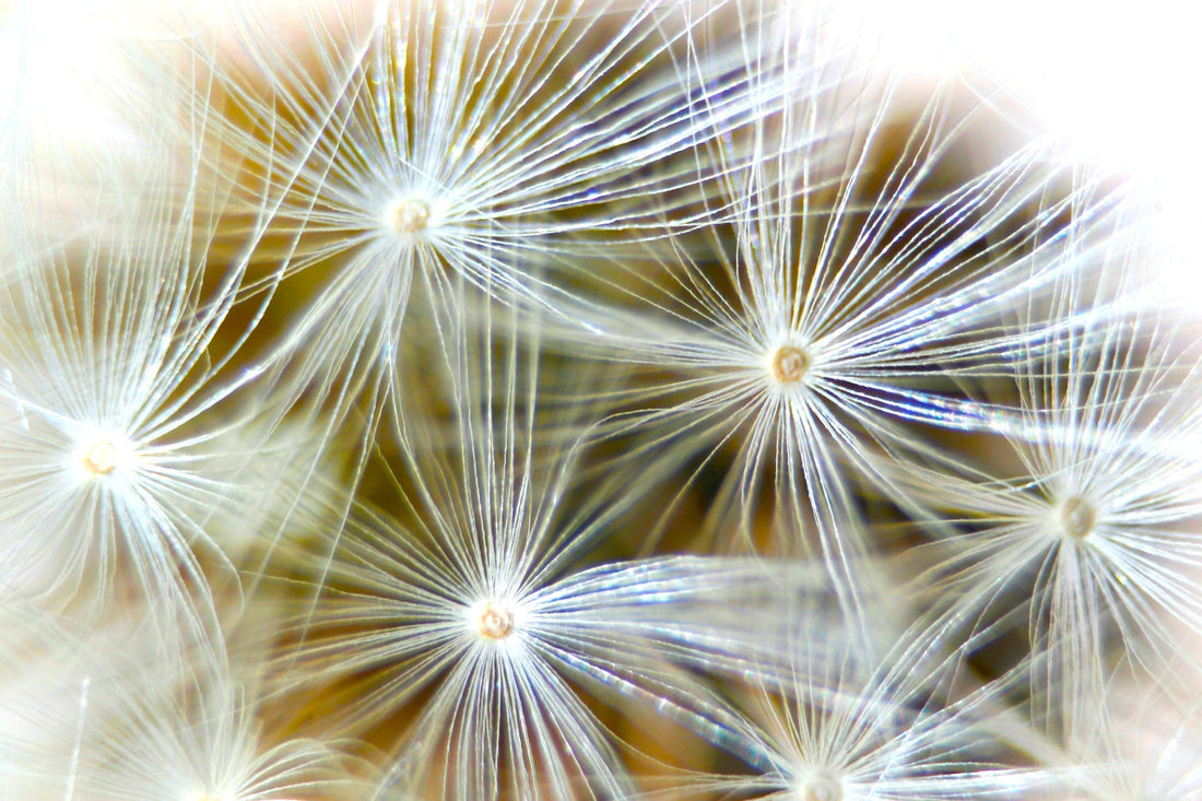 Quantum Self-Care Sanctuary: Peace, Prosperity, Abundance & Ease
