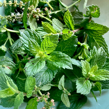 Nettle Mint Probiotic Tonic