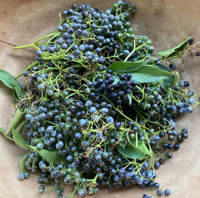 Elderberry Plus Immune Support Tincture