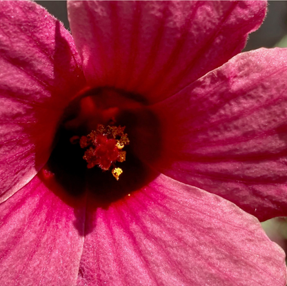 Keeping Cool Probiotic Immune Tonic