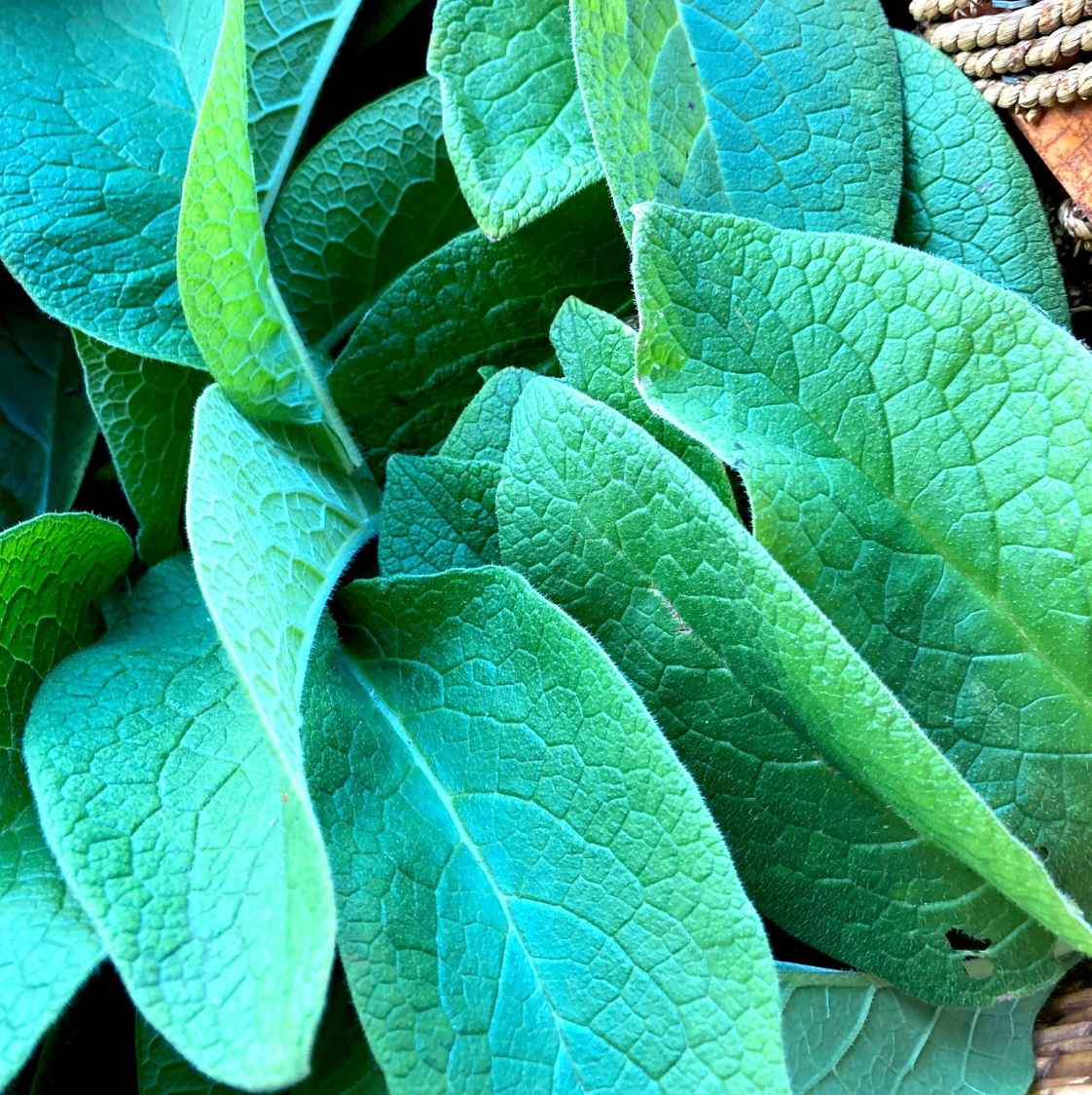 COMFREY SALVE
