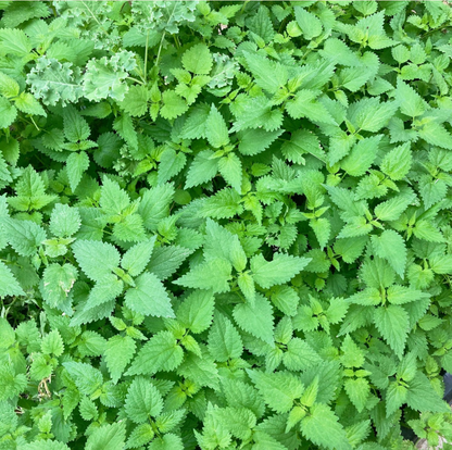 Nettle Mint Probiotic Tonic