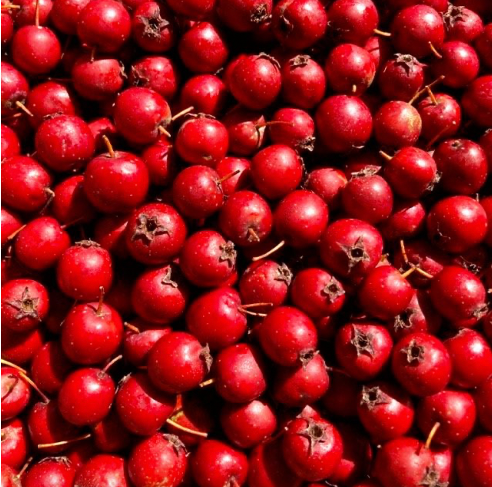 Winter Spice Probiotic Immune Tonic