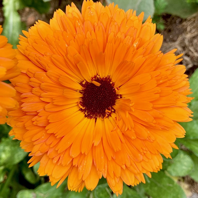 Sunny Side Up Mood Tincture