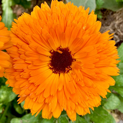 Sunny Side Up Mood Tincture