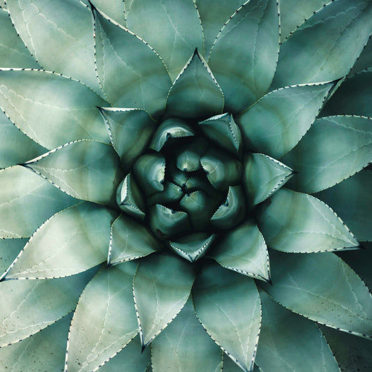 FLOWER OF LIFE ELIXIR