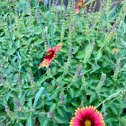 Chillax ~ Nervous System Support Tincture