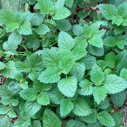 Chillax ~ Nervous System Support Tincture