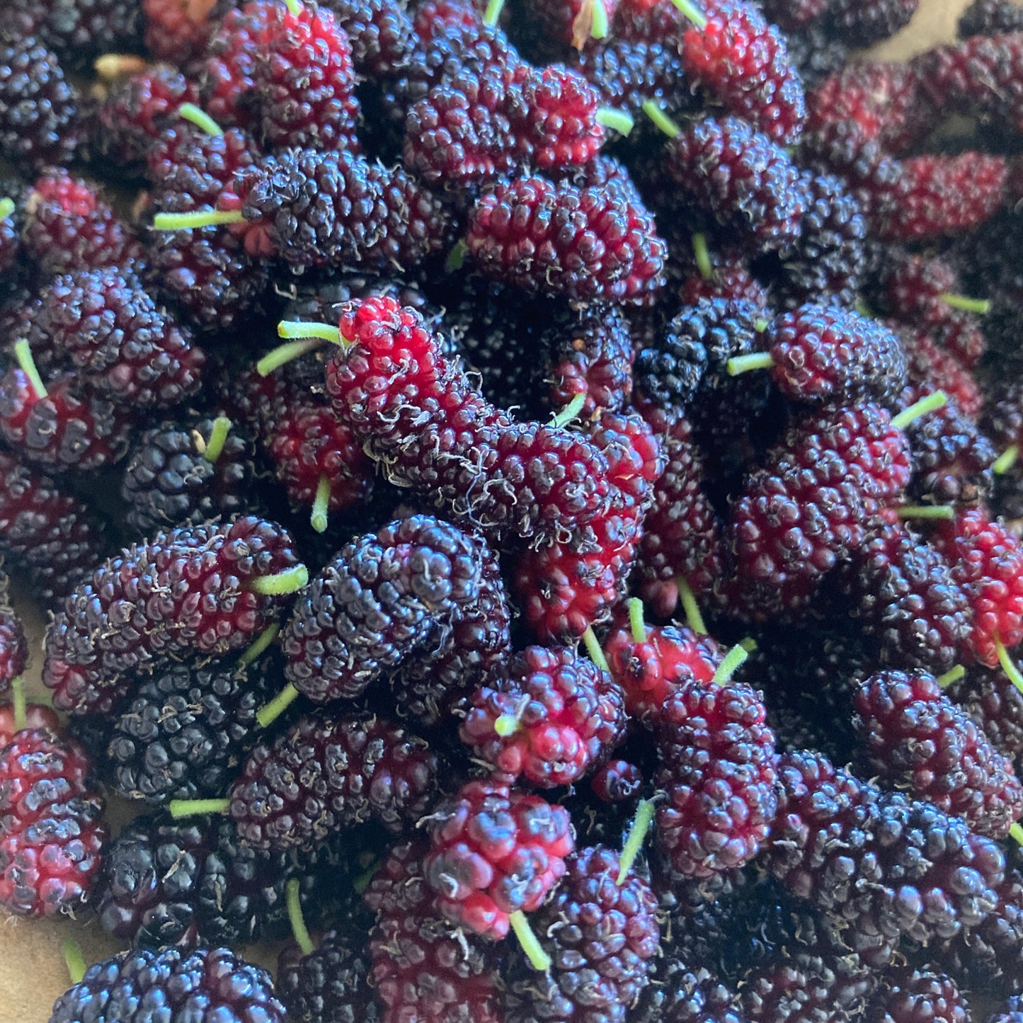 Mulberry Mineral Probiotic Tonic