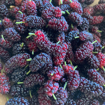 Mulberry Mineral Probiotic Tonic