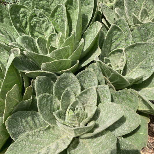 Mullein Lung Tonic Tincture