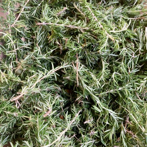 Rosemary Hair, Scalp, Body Oil